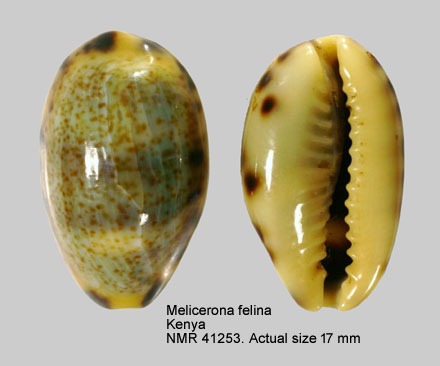 Melicerona felina.jpg - Melicerona felina(Gmelin,1791)